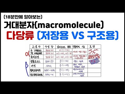 [거대분자] 3.3 탄수화물 - 다당류 정리(녹말, 글리코겐, 셀룰로오스, 키틴, 펩티도글리칸, 슈도펩티도글리칸)