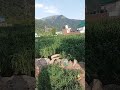 Patnitop