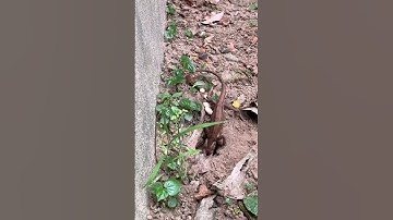 Tắc kè đẻ trứng #shorts @LangqueVietNam