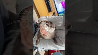 捕まったカワウソが反撃に出たが・・#Shorts | I Caught The Otter Pokémon!