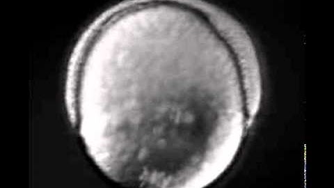 Zebrafish Development