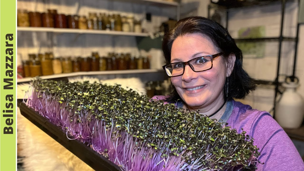 #19 Huerta en la casa sin espacio.  Mini legumbres o microvegetales: el super alimento del futuro