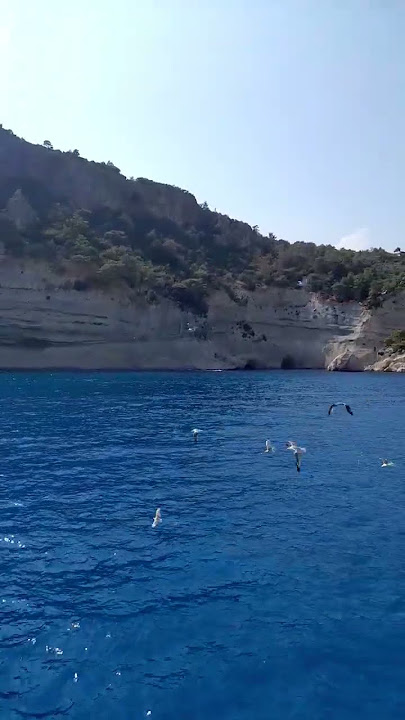 Wings of the Ocean: The Mesmerizing Dance of a Sea Bird 🌊🕊️