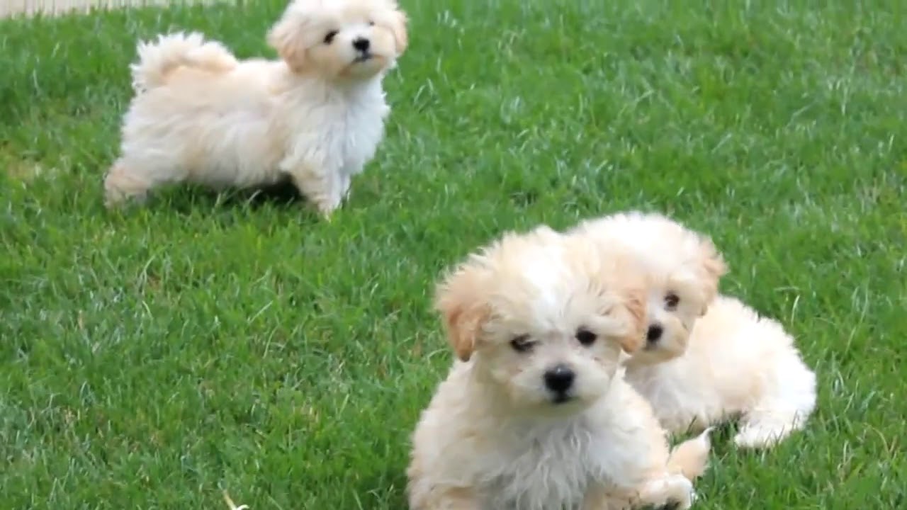 pictures of maltipoo puppies