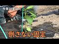 去年失敗したので変えました。ピーマン500株の定植と固定方法（2026.5.3）