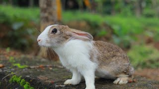 Hare और Rabbit में क्या अंतर है? जाने इस वीडियो में | #shorts #short #shortvideo