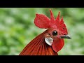 Red Junglefowl