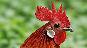 Red Junglefowl
