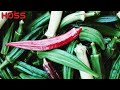 An EASY TRICK for EARLY OKRA HARVESTS!