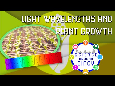 Video: Kokie šviesos bangos ilgiai efektyviausiai skatina fotosintezę?