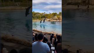 Dolphin Show #dolphin