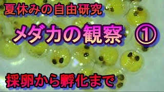 夏休みの自由研究 メダカの観察 その 採卵から孵化まで Youtube