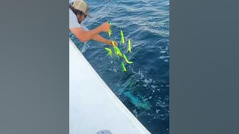 How To Gaff A Massive 80lb Yellowfin Tuna #shorts