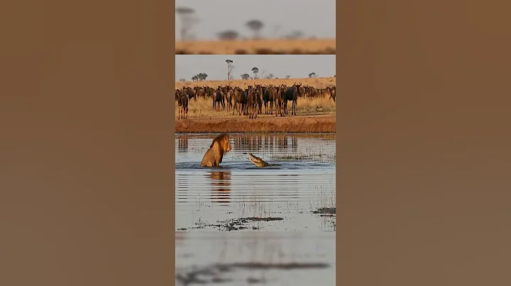 Lion Caught Off Guard By Crocodile’s Intimidation