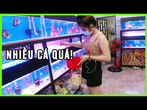 bán cá cảnh đà nẵng Update New ĐI MUA CÁ CẢNH VỀ NUÔI ở cửa hàng em gái Xinh vui tính (P2) - Bán Cá 3 Đuôi, Bán Cá Dĩa, Cá Betta