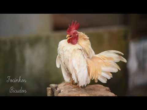 Som - Galos e Galinhas  Sound - Roosters and Chickens