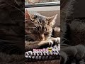 śmiesznekoty#zwierzaki #relax#cat #kitten #funnyanimalsvideo #cute #shorts
