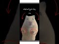 فكره حلوه بس اشترك اشتراك لايك اكسبلور مقاطع Shorts حالات واتس تصميمي قناتى حلويات 
