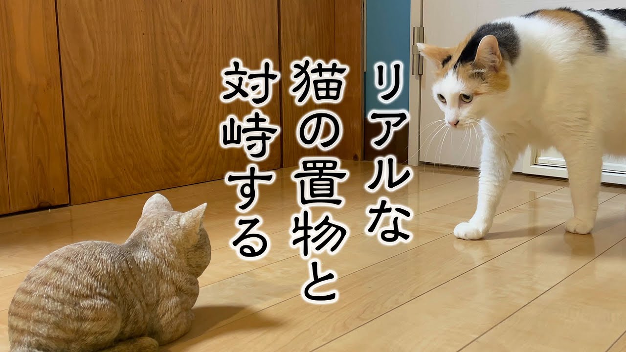 ミケミケちゃん編 リアルな猫の置物が急に現れたらどんなリアクションをするのか Youtube