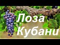 #92 Виноградные сорта Кубани!