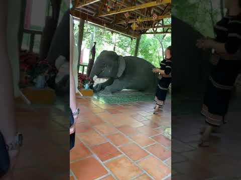 Video Tham quan và và tìm hiểu về Mộ Voi Buôn đôn DakLak - youtube