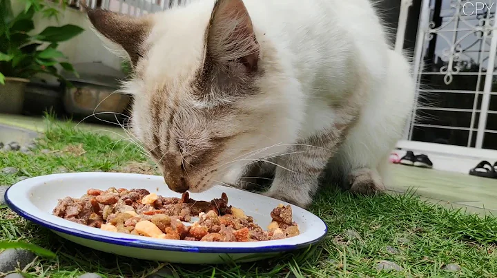 Watch the video about Siamese cat eating wet and dry food