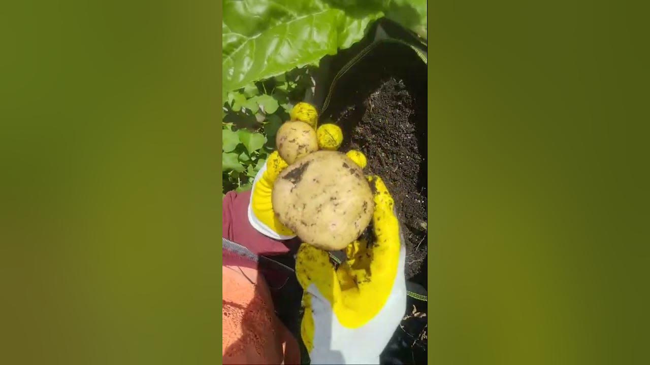Harvesting Yukon Gold Potatoes Live Stream Upstate NY Zone 6AB YouTube