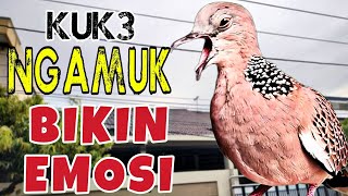 Derkuku kuk 3 lokal gacor ngamuk bikin emosi suara empuk memanggil betina