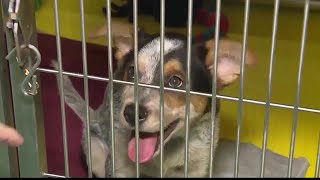 Wayside Waifs says pet adoptions down during COVID-19