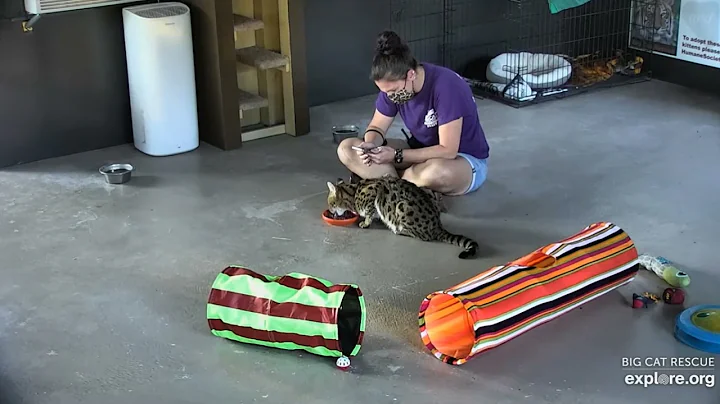 Video 8307541: big savannah cat, big cat rescue, cat smile