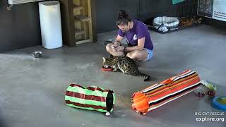 Evening snack and playtime. Mouser Savannah and Keeper Afton at Big Cat Rescue.