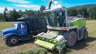 Chopping Hay Claas 830 Forage Harvester Family Dairy Farm