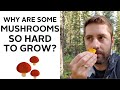 Are some mushrooms impossible to grow? Here's why not all mushrooms can be cultivated