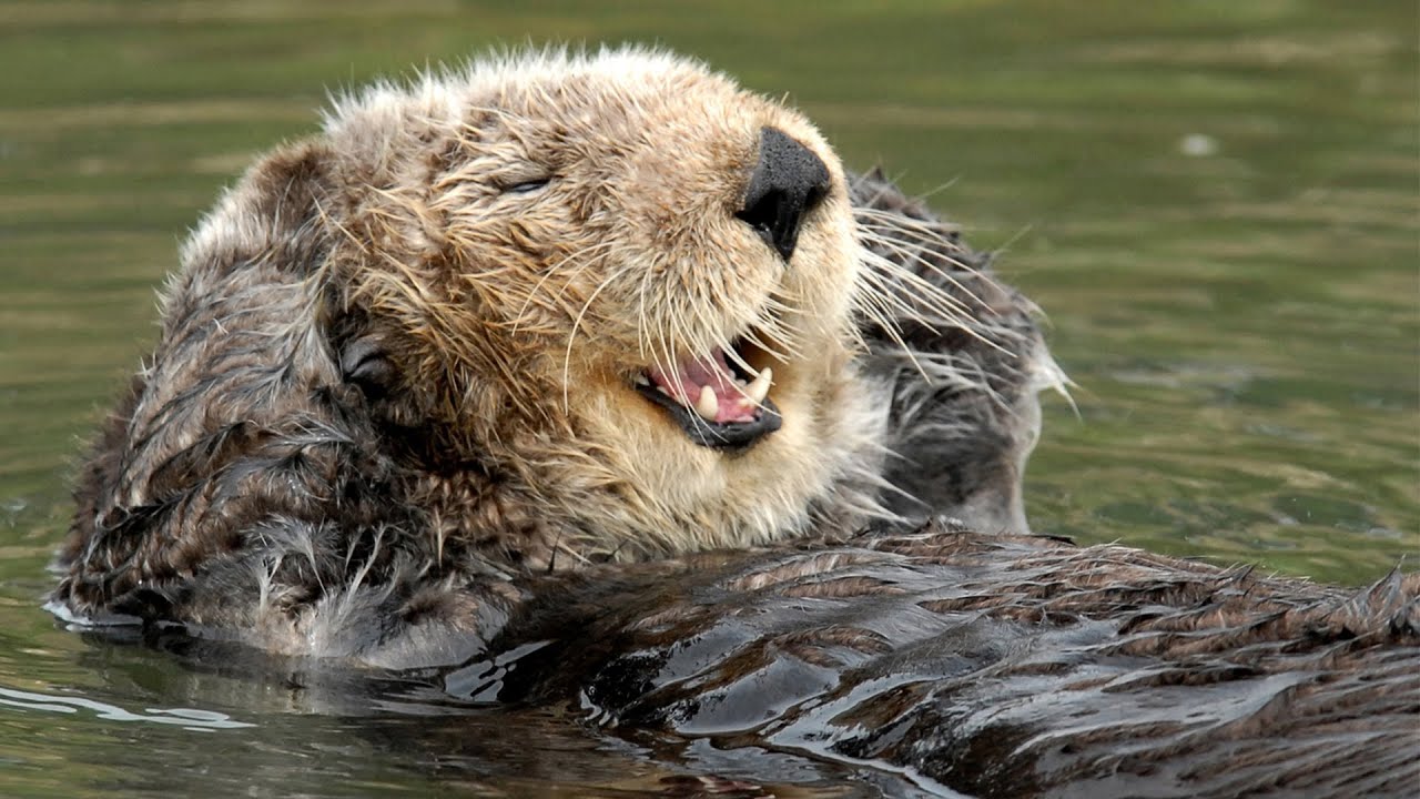 Live Sea Otter Cam – Monterey Bay Aquarium