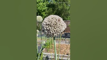 Love Pollinators? This Plant Attracts SO MANY BEES!