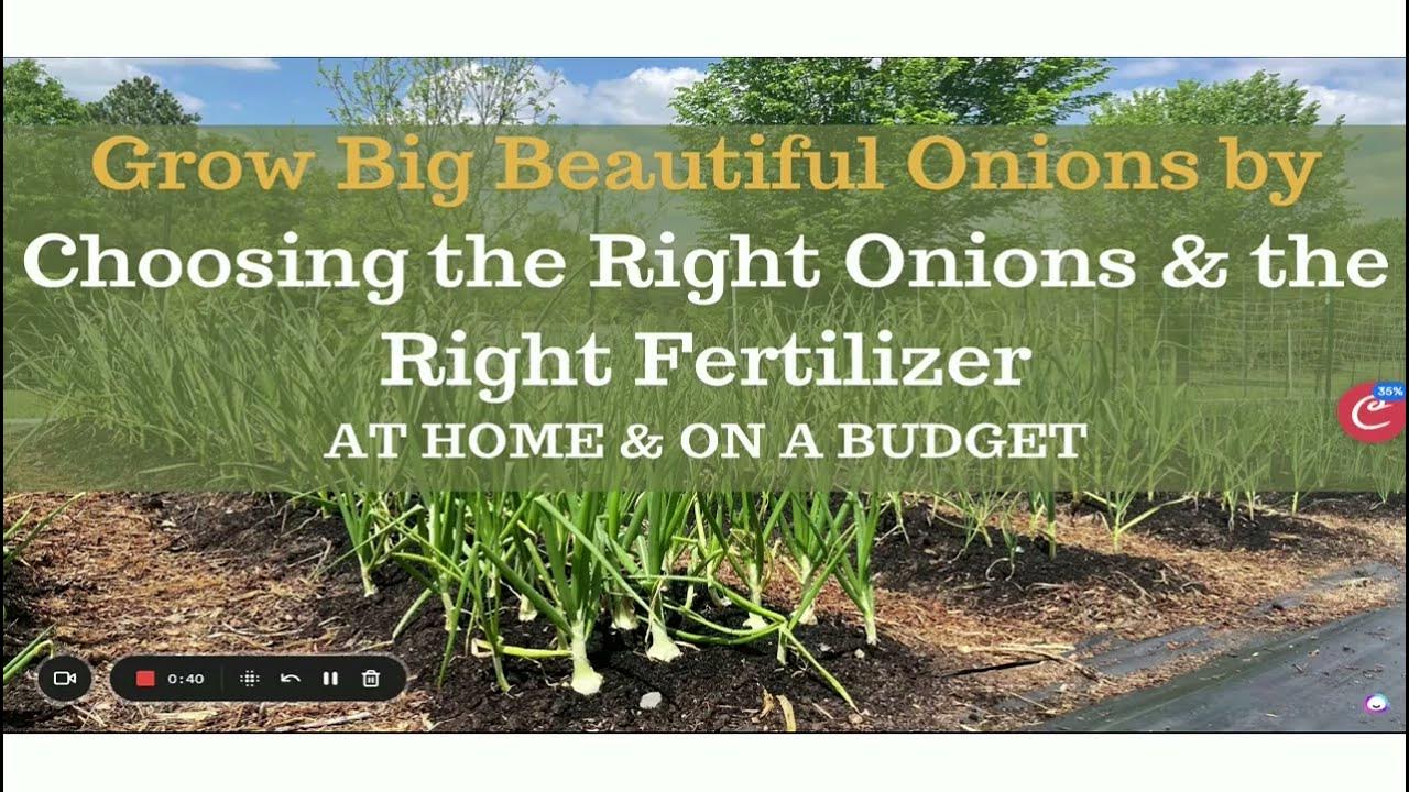 How To Choose the Right Fertilizer for Onions Big Beautiful Onions on a Budget! YouTube