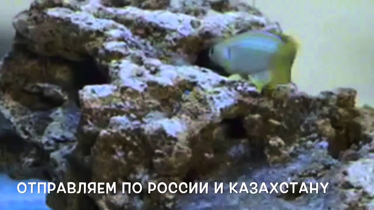 Lamprichthys tanganicanus Ламприхтис танганьикский