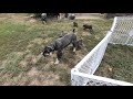 Standard Schnauzer Puppies at play の動画、YouTube動画。