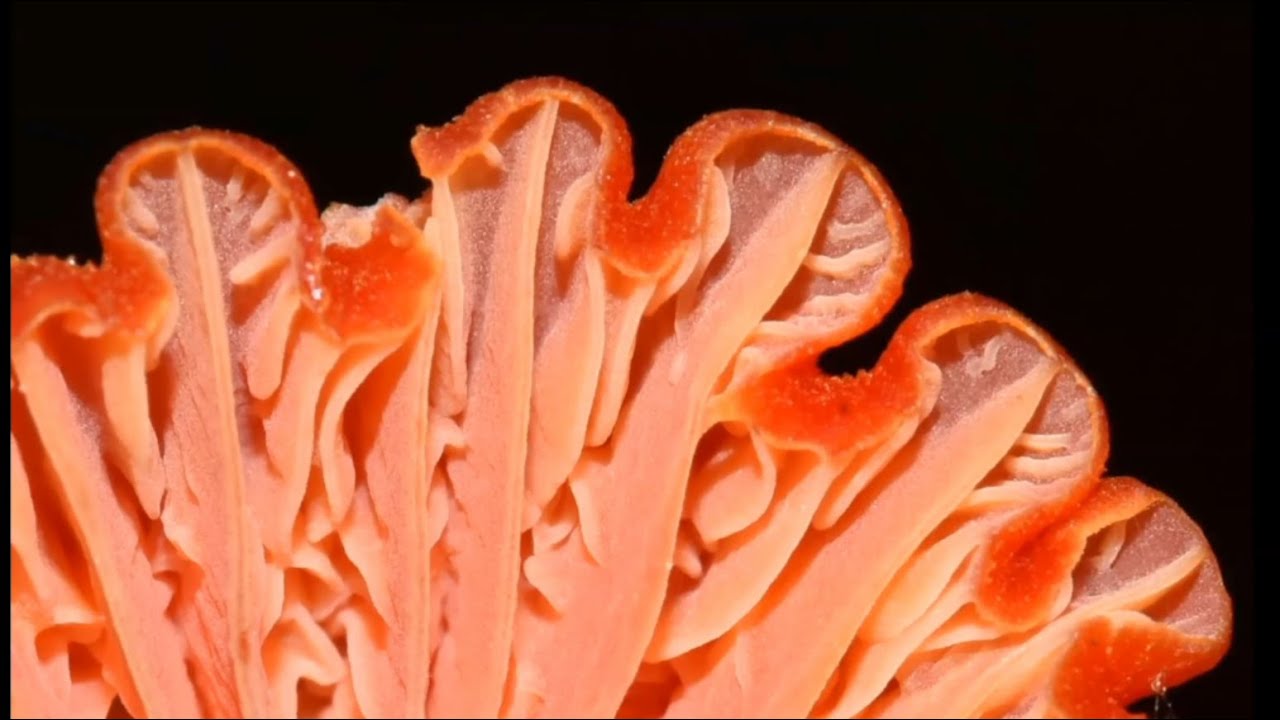 Mushrooms of Mexico - Alan Rockefeller (MAWDC 7/6/21)