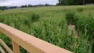 The Corn Maize