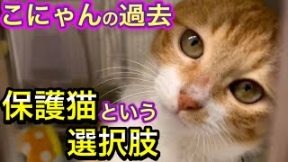 こにゃんの過去…保護猫を迎える場所や保護猫との向き合い方【猫を初めて迎える方に】