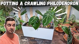 BEST pot for crawling plants