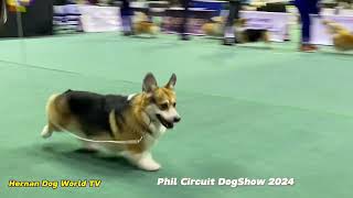 Welsh Corgi Pembroke/Champion Class Male Category/Phil Circuit Dogshow 2024