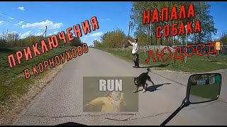 Приключения в Корноухово | На меня пустили собак)