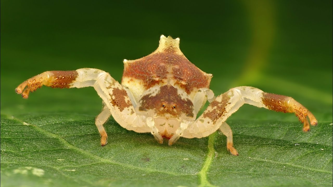 New Species of Giant Crab Spider Discovered in the  Rainforest