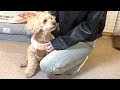 年末年始に家族が揃って幸せすぎる大きいトイプードル【デカプー】【トイプードルのロアくん】【toy poodle】