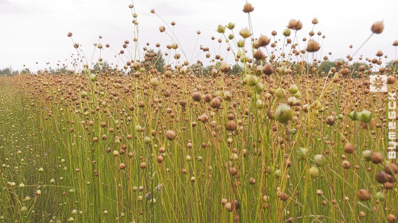 Лен Картинки – Telegraph