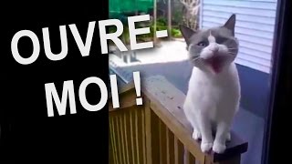 OUVRE-MOI - PAROLE DE CHAT