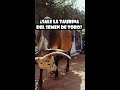 ¿DE DONDE SALE LA TAURINA? #short #shorts #quimica #aprender # curiosidad #taurina #toro #ciencia