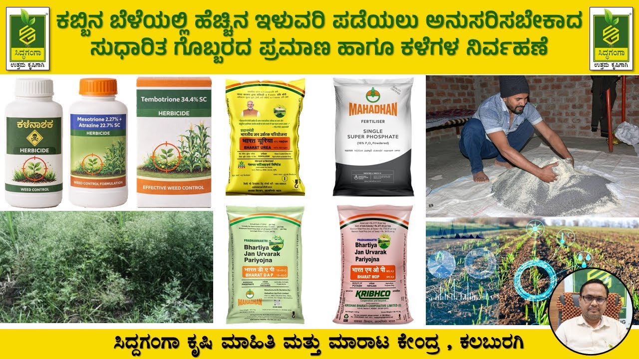 🌿🌿ಕಬ್ಬಿನ ಬೆಳೆಯಲ್ಲಿ ಹೆಚ್ಚಿನ ಇಳುವರಿ ಪಡೆಯಲು ಅನುಸರಿಸಬೇಕಾದ ಸುಧಾರಿತ ಗೊಬ್ಬರದ ಪ್ರಮಾಣ ಹಾಗೂ ಕಳೆಗಳ ನಿರ್ವಹಣೆ🌿🌿